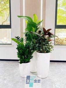 吴中写字楼办公室公共区域走道绿植租摆高中低搭配